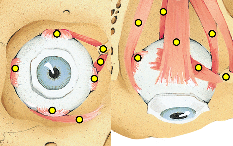 Anatomy of the Extraocular Muscles